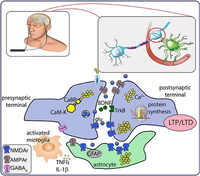 Neurobiological After-Effects of Low Intensity Transcranial Electric Stimulation of the Human Nervous System: From Basic Mechanisms to Metaplasticity